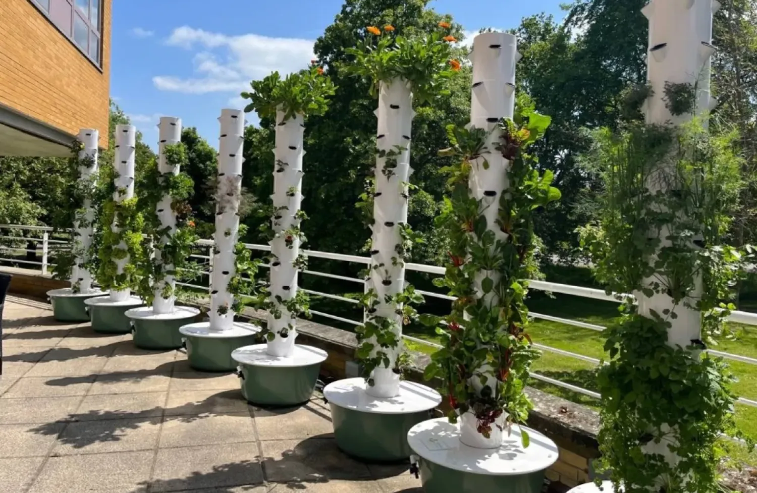 Vertical gardens rely on growing plants vertically (University of Surrey).