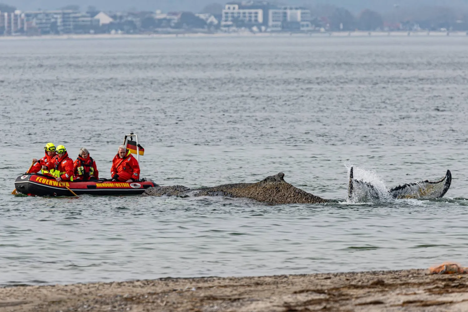 23 March 2026, Mecklenburg-Western Pomerania, Timmendorf: Experts from the Institute for Terrestrial and Aquatic Wildlife Research (ITAW) and firefighters free a whale stranded on the Baltic Sea coast off Niendorf. Photo: Ulrich Perrey/dpa