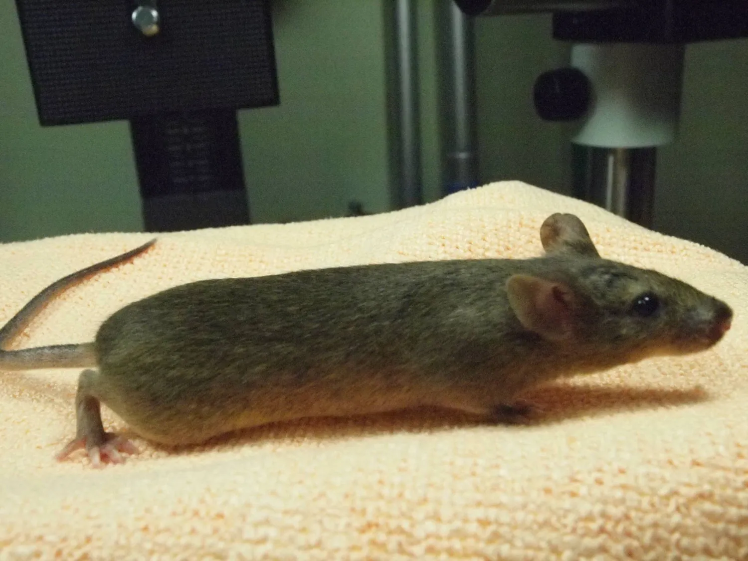 A cloned female mouse inside a laboratory at the University of Yamanashi in Yamanashi, Japan, in this undated photograph released on March 24, 2026. Teruhiko Wakayama/Handout via REUTERS