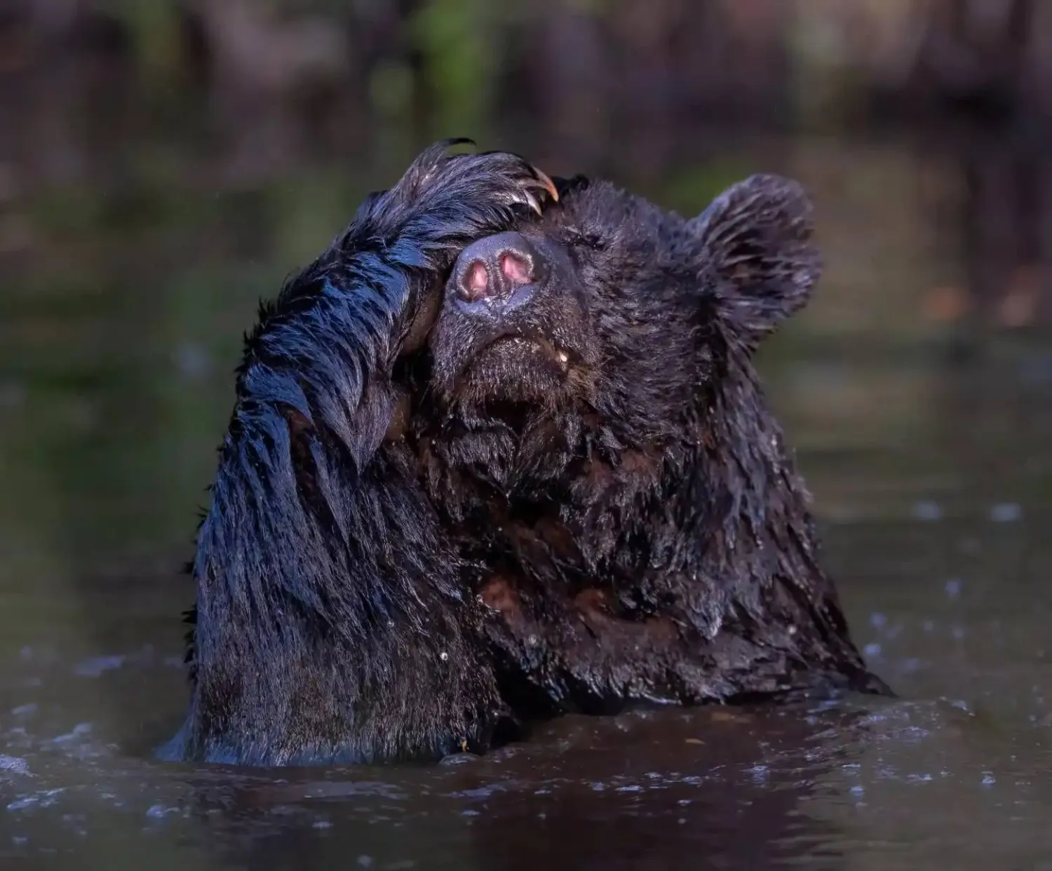 «يا للهول»: دب أسود يستحم في فصل الربيع داخل محمية أليغيتور ريفر الوطنية للحياة البرية في منطقة الأوتير بانكس نورث كارولاينا (أنجيلا جي سانشيز)