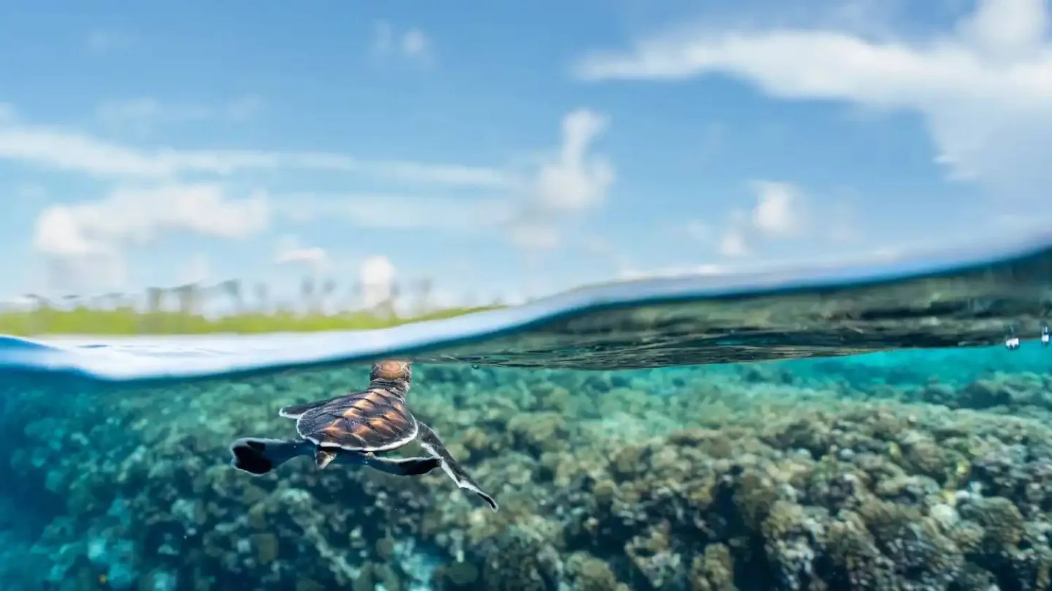 «النظرة الأخيرة»: تم التقاط هذه الصورة في أكتوبر 2024 خلال مشروع التصوير الصحافي نفسه في جزيرة تيتياروا المرجانية حيث تعود السلاحف البحرية الخضراء كل عام لتضع بيضها. من أكتوبر إلى أبريل تأتي الإناث إلى الشاطئ ليلاً لتضع بيضها على ارتفاع عالٍ من الشاطئ — طقس مستمر منذ قرون، حين كانت الجزيرة ملاذاً برياً وغير ملوث مغطى بالنباتات الساحلية (ثيو جيوم)