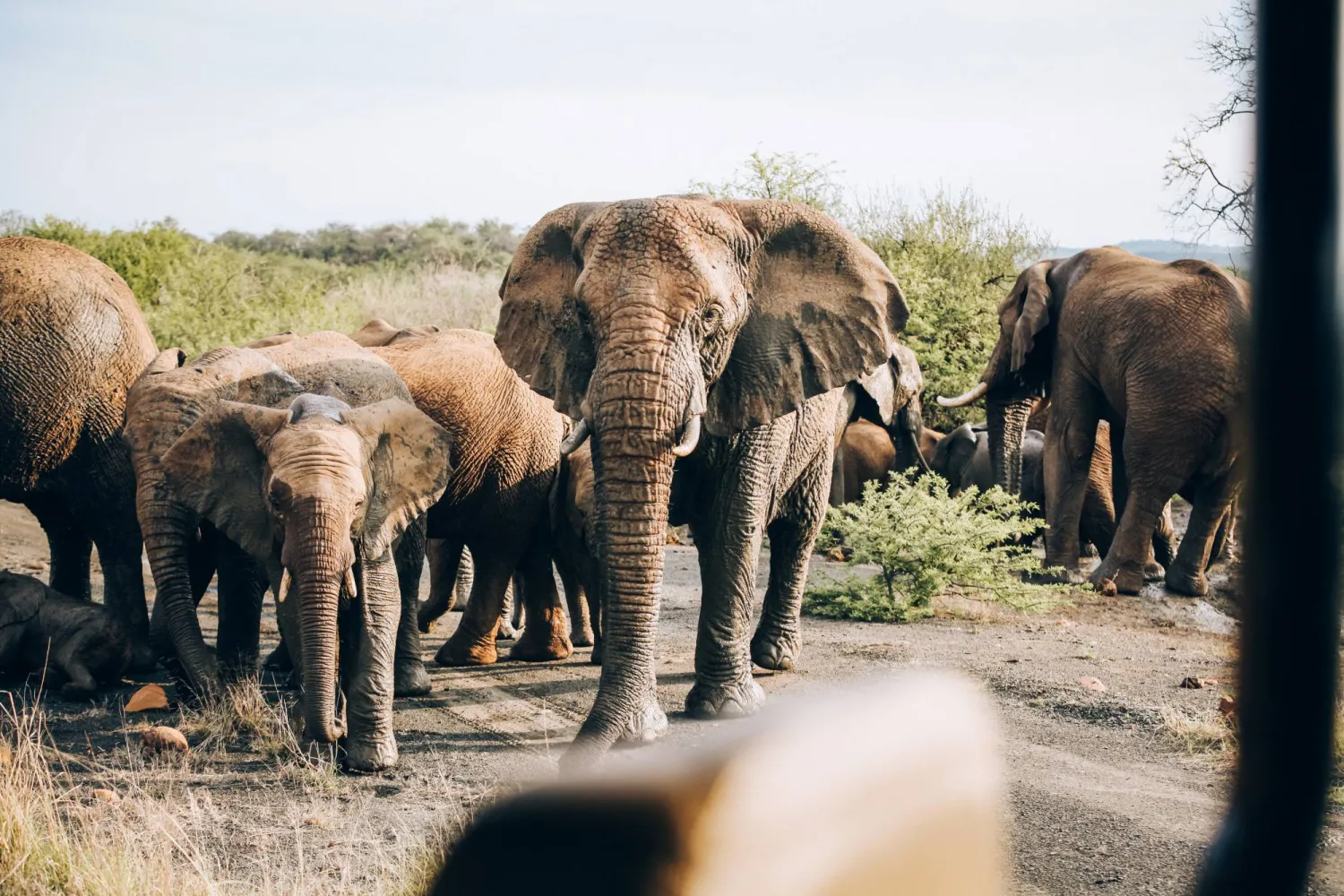 رحلات السفاري في جنوب إفريقيا (اوليفييه رومانو)