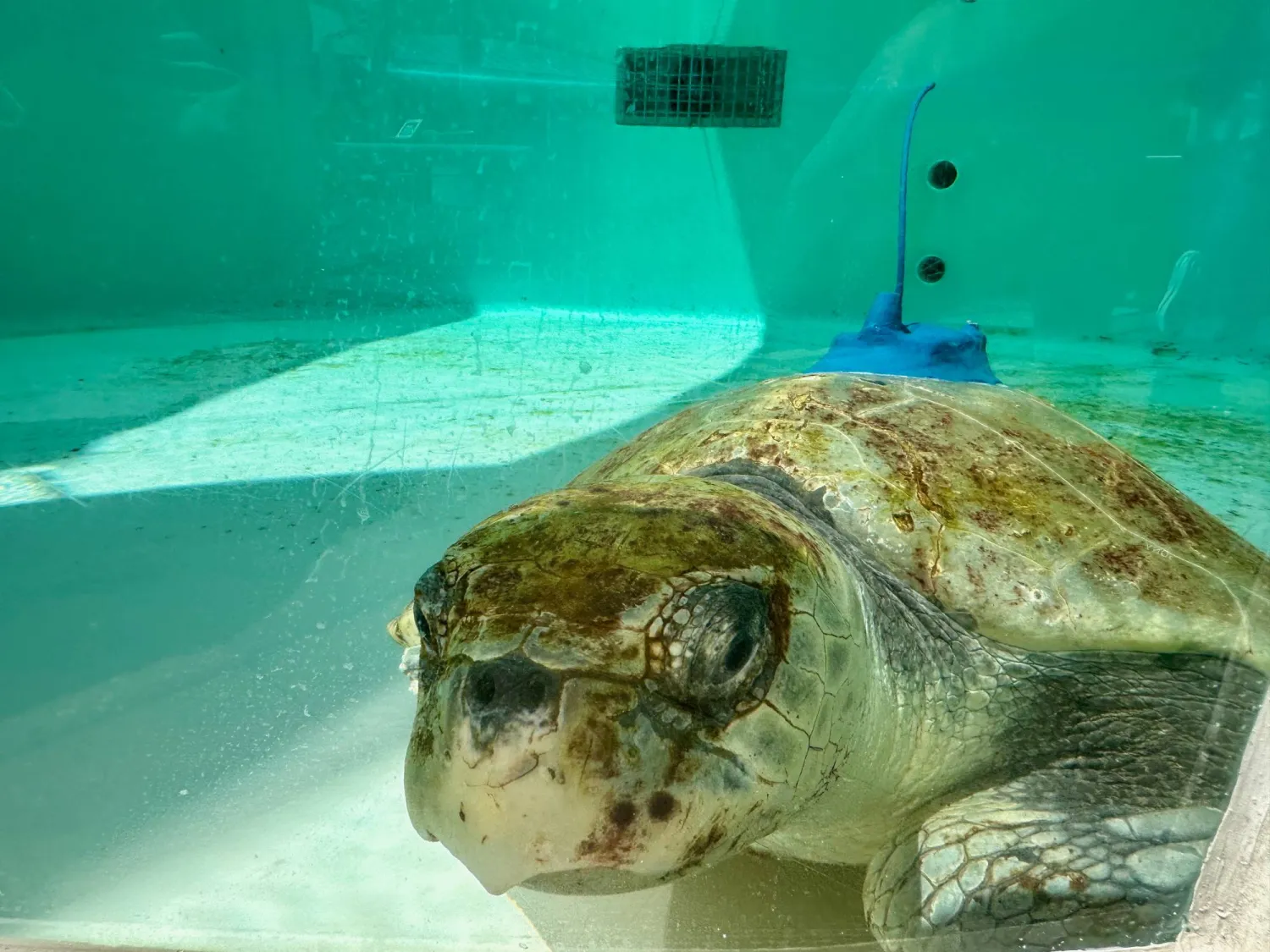 An adult female Kemp's ridley sea turtle is seen swimming in a tank at Loggerhead Marinelife Center after a satellite tracking device was attached to its shell in Juno Beach, Fla. on Tuesday, March 24, 2026. (AP Photo/Cody Jackson)