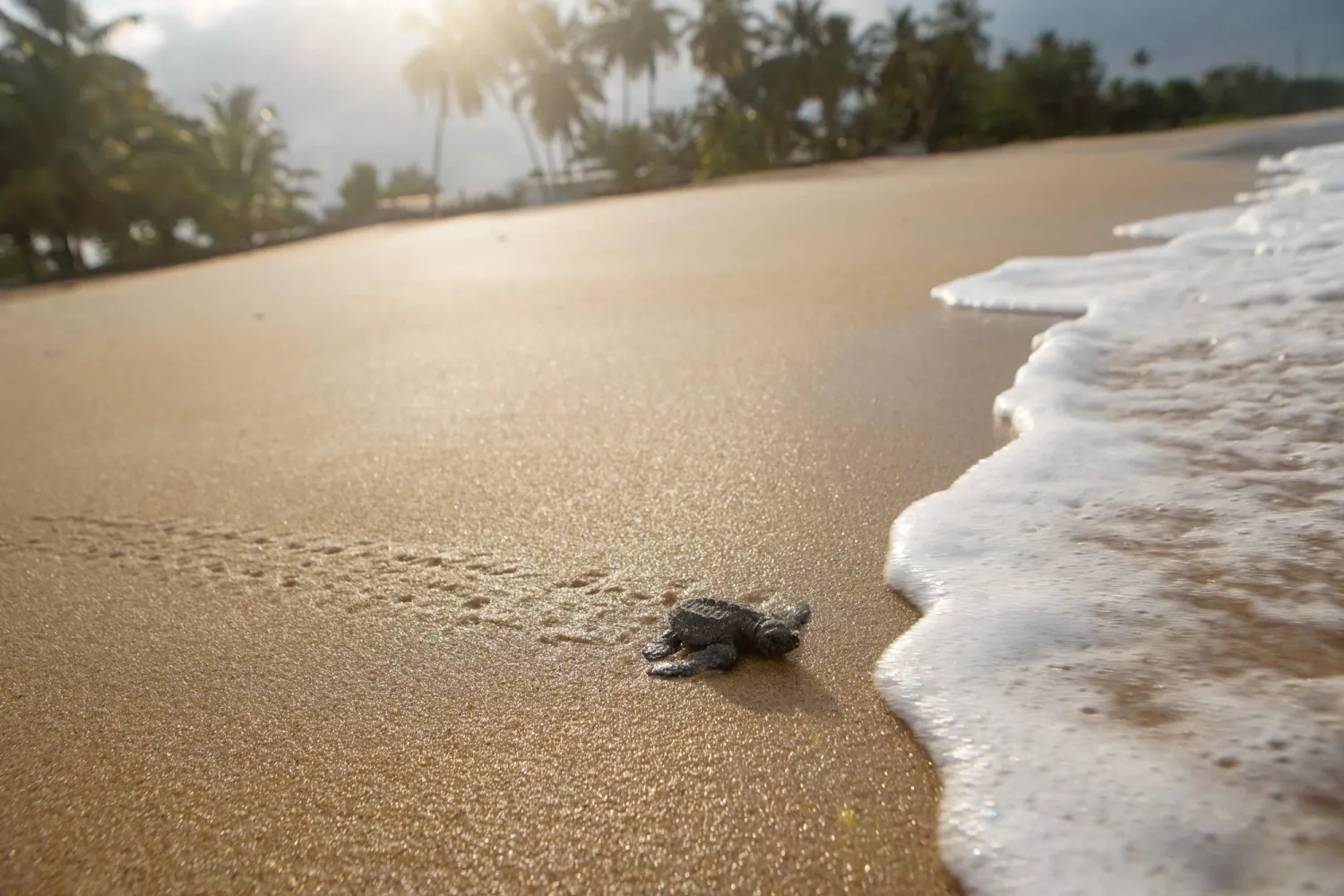  An olive ridley sea turtle hatchling moves on a beach after emerging from its nest near Libreville on February 15, 2026. (AFP)