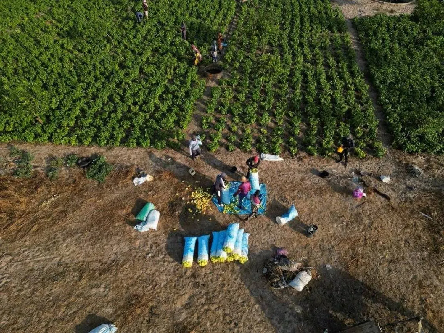 لا يشعر المستهلكون في أوروبا حتى الآن بتداعيات مباشرة لأن كثيراً من المزارعين اشتروا أسمدتهم لهذا الربيع قبل بدء الحرب (رويترز)