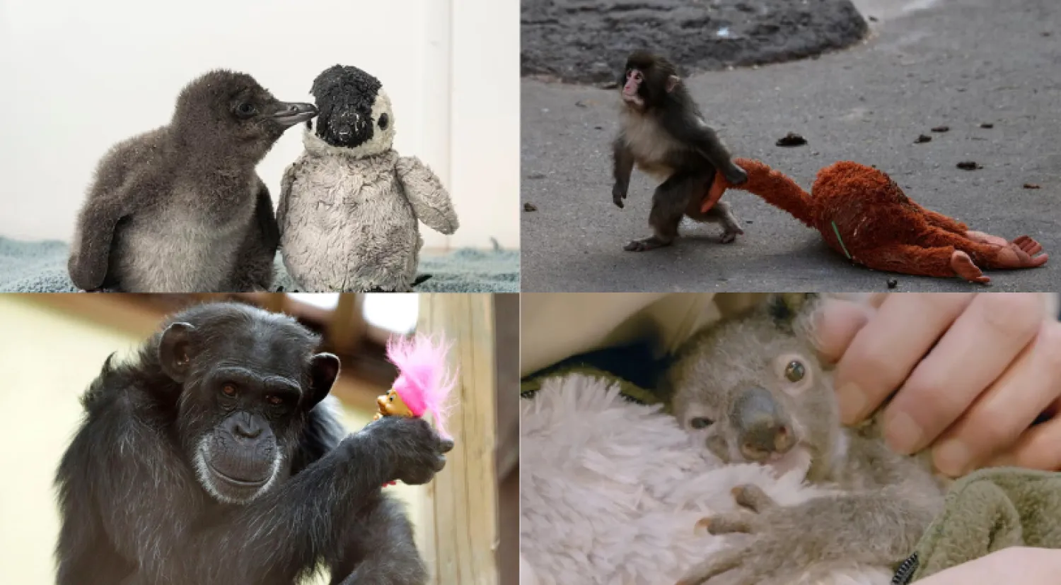 ليست أسطورة «بانش» أوَّلها... قصص حب بين صغار الحيوانات والدُمى