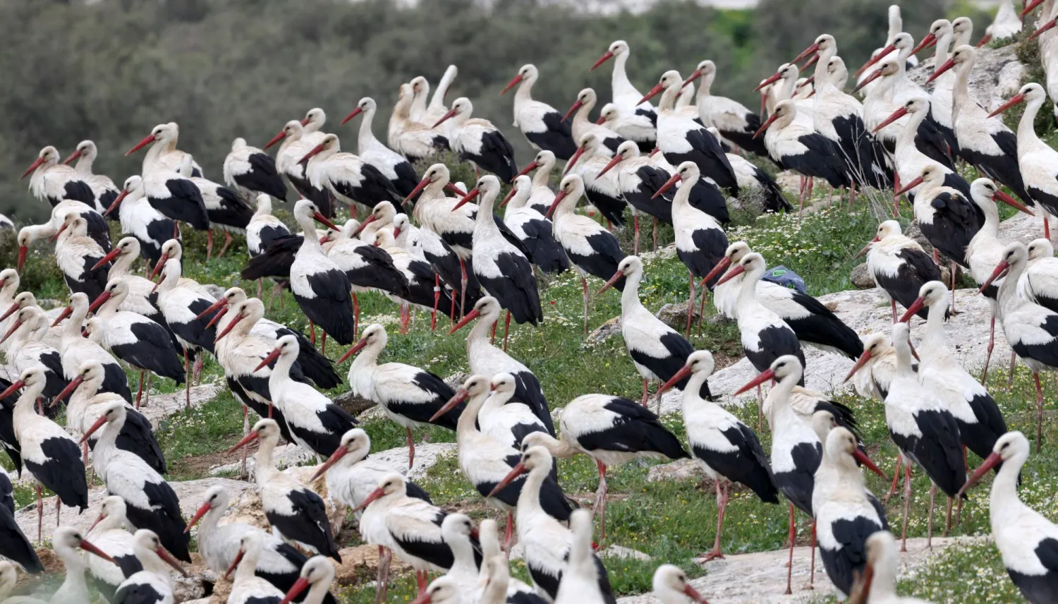 Migrating White Storks (Ciconia ciconia) in a field at a key stopover site for migratory birds near the West Bank city of Jenin, 26 March 2026. EPA/ALAA BADARNEH