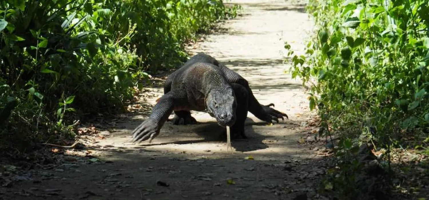 A Komodo Dragon is seen in Komodo National Park, Indonesia April 6, 2018. REUTERS/Henning Gloystein/File Photo
