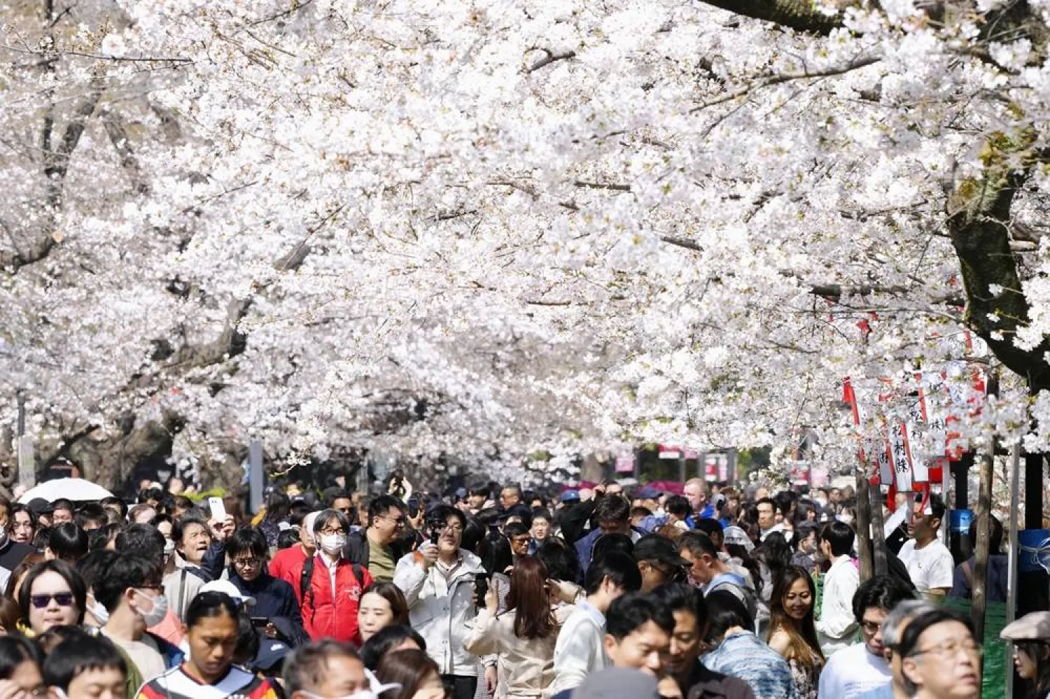  People walk under cherry blossoms in bloom at Ueno Park in Tokyo, Japan, Saturday, March 28, 2026. (Yohei Fukai/Kyodo News via AP) 