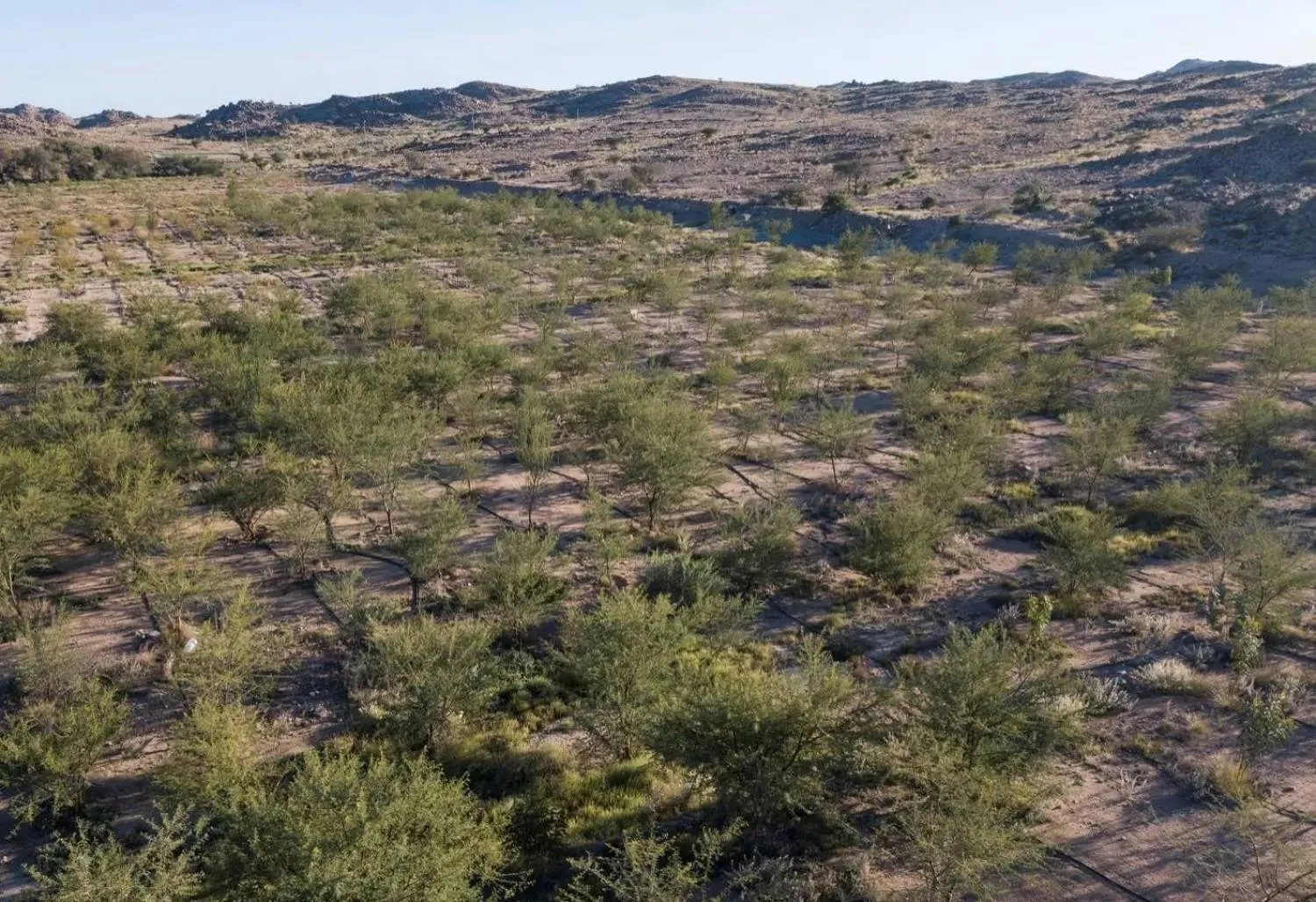 تجسد إعادة تأهيل أول مليون هكتار من أراضي الغطاء النباتي التزام السعودية بالاستدامة البيئية (واس)