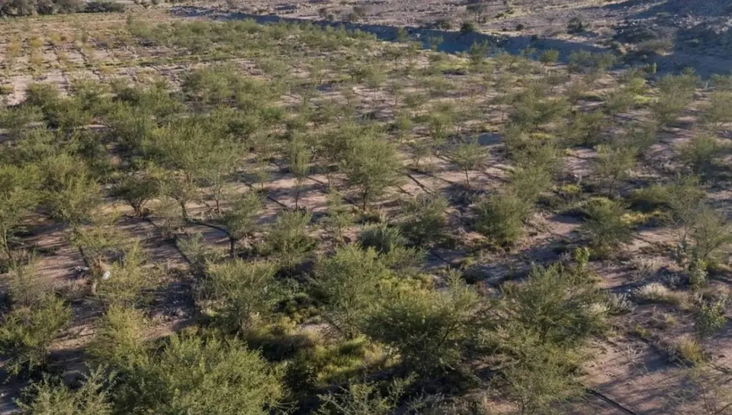 The rehabilitation of one million hectares of land in Saudi Arabia marks a significant achievement. SPA