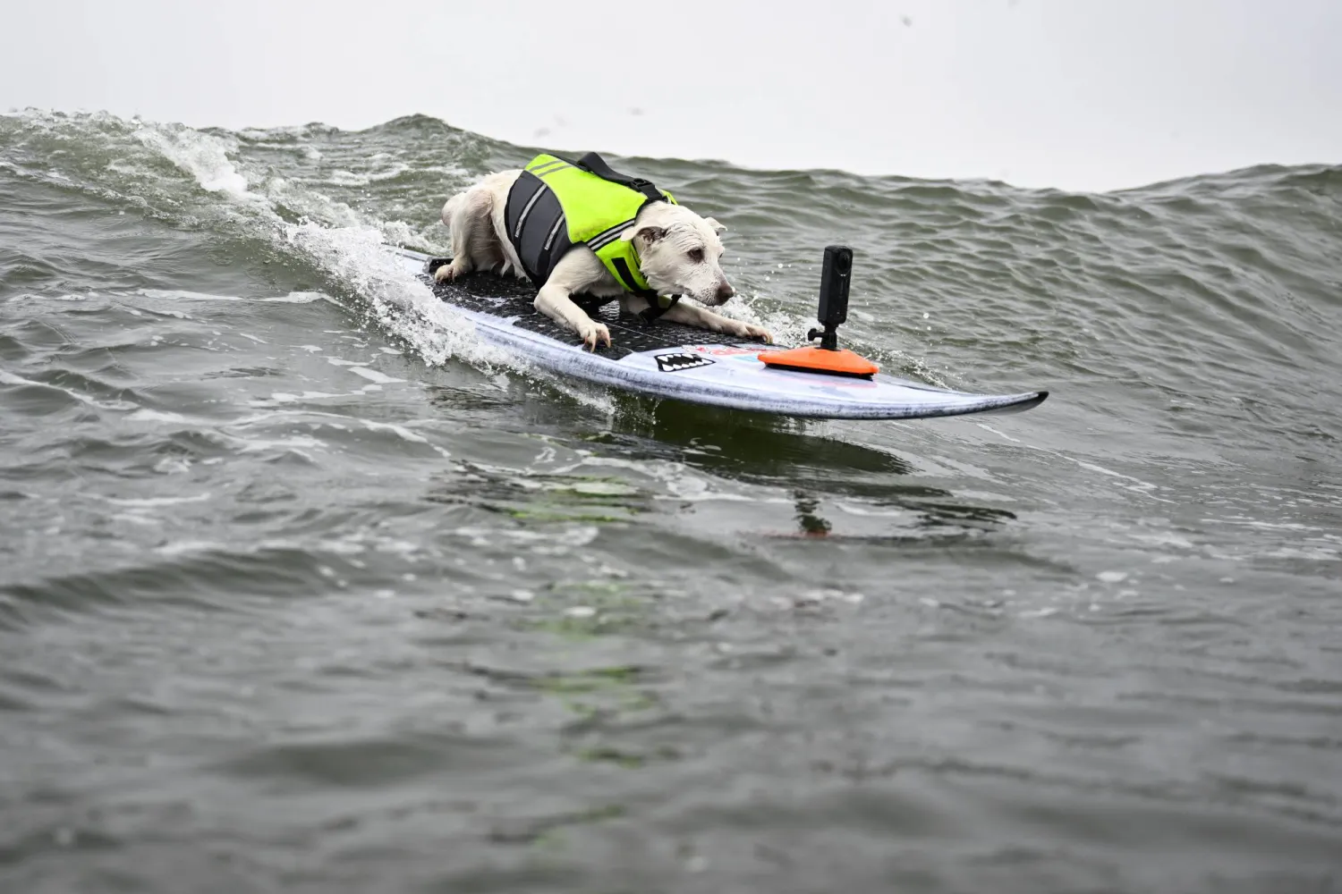 FILE - Sugar catches a wave in the first heat of medium dogs during the World Dog Surfing Championships, Aug. 3, 2024, in Pacifica, Calif. (AP Photo/Eakin Howard, File)