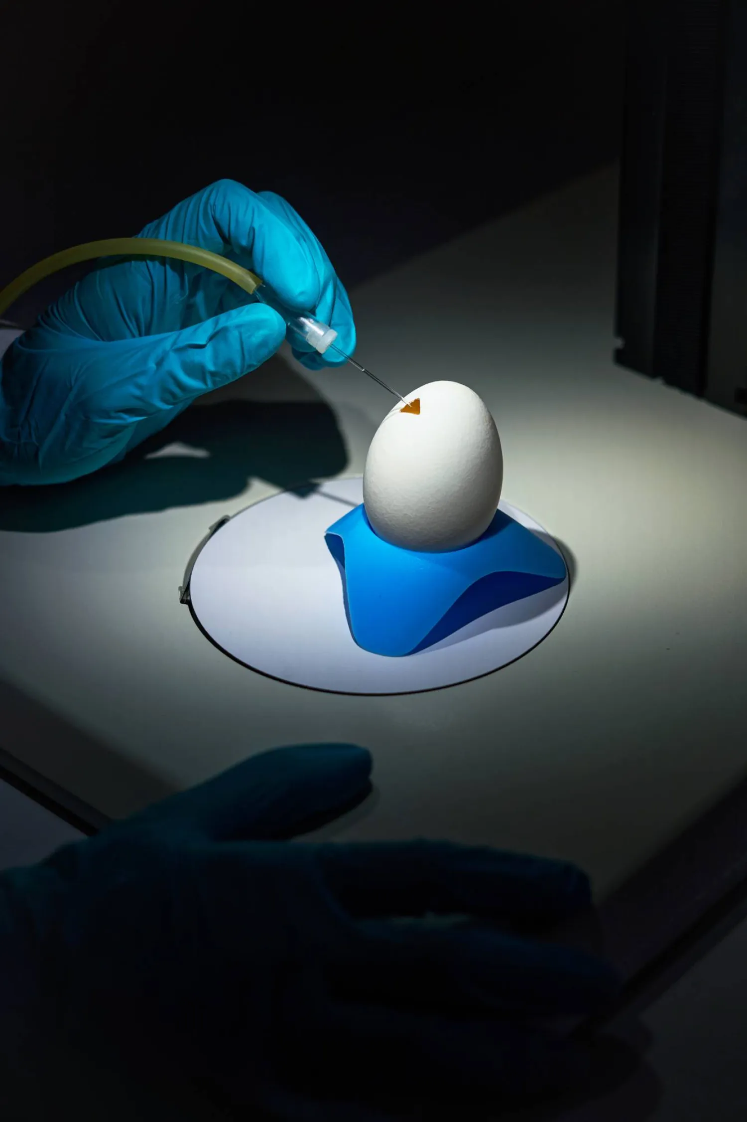 عملية دقيقة لحقن صبغة في شريان جنين للدجاج