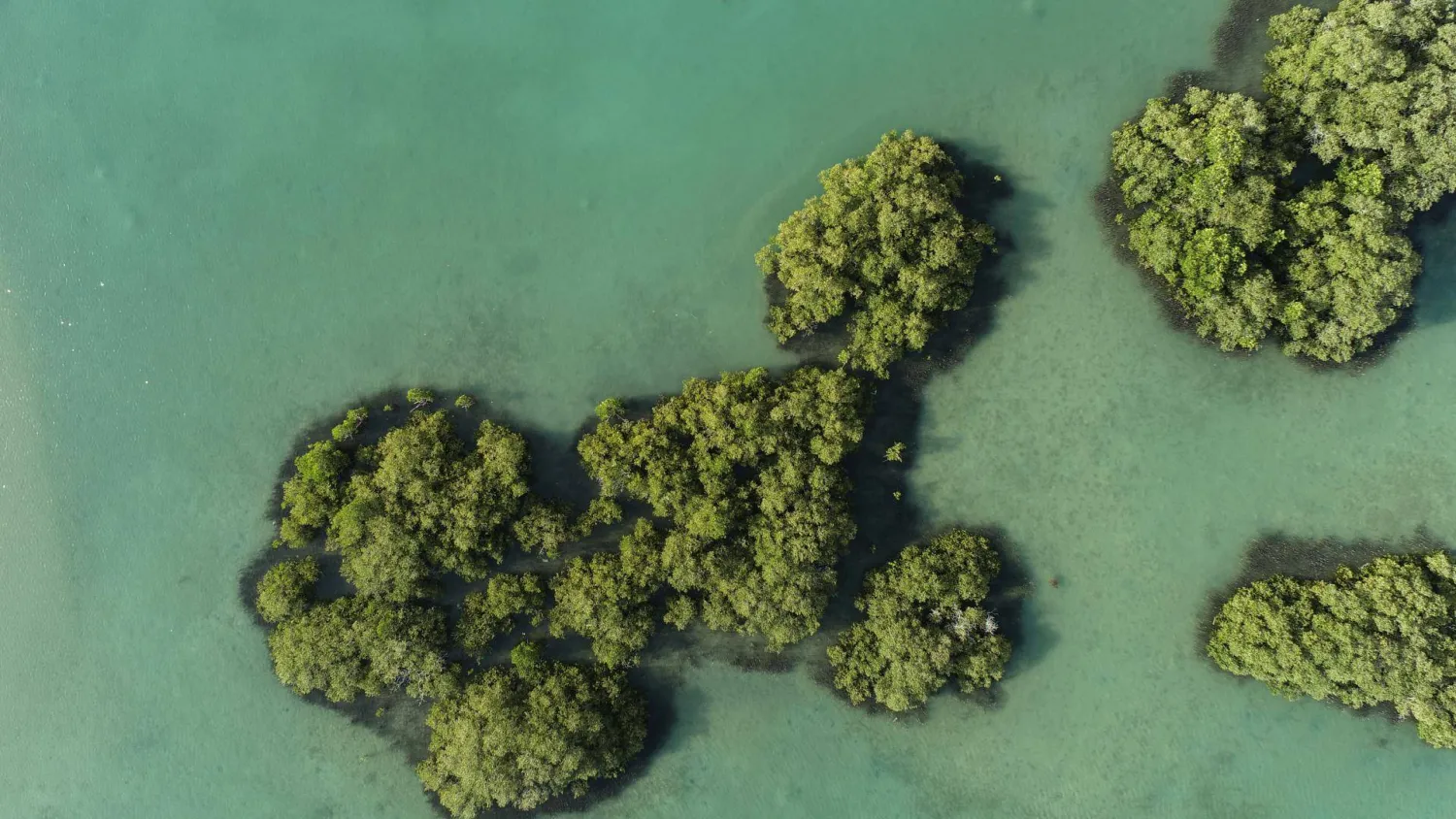 شجر المانغروف في البحر الأحمر (الشرق الأوسط)