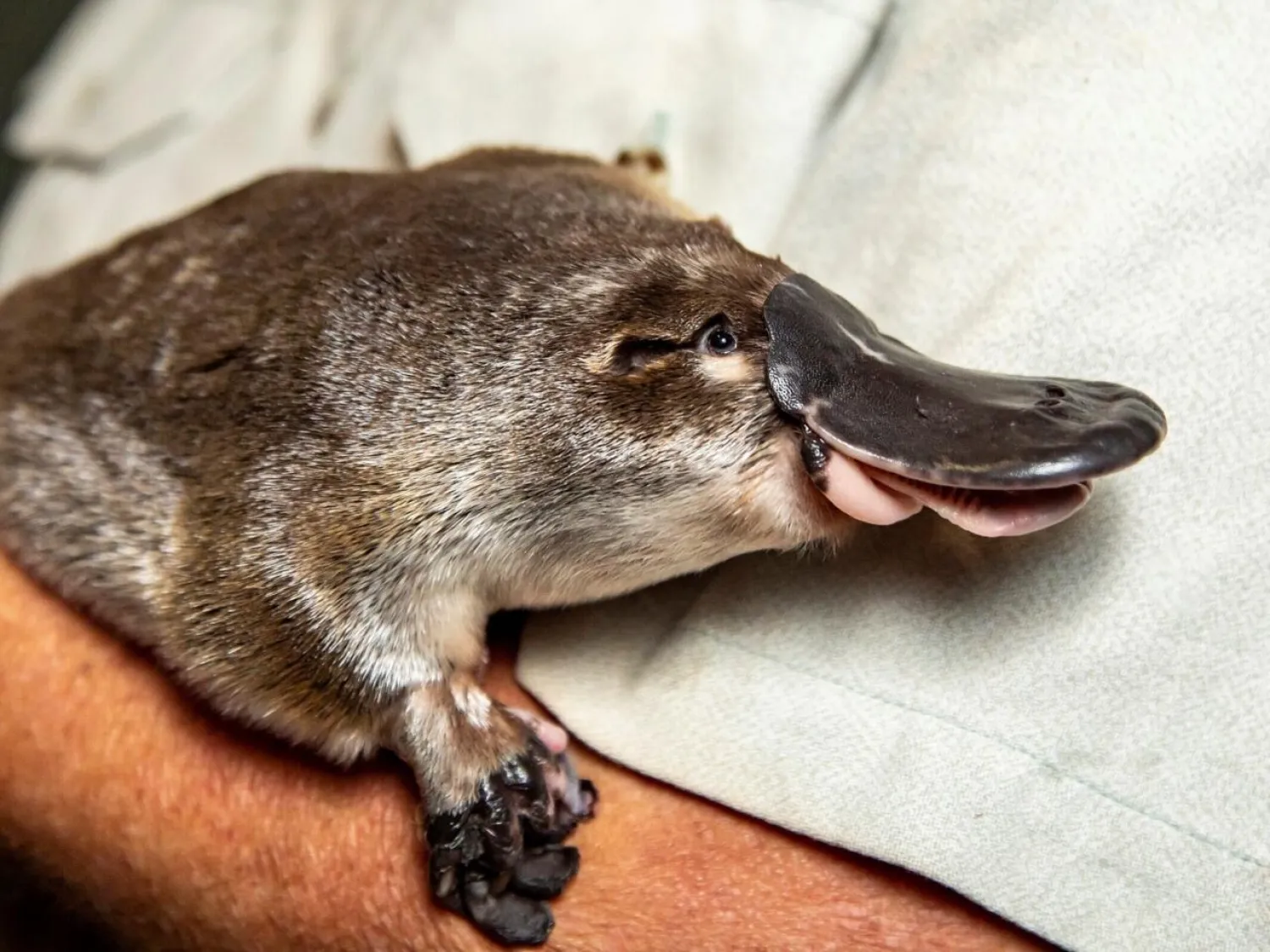 Weird guys: The platypus has found yet another way to stand out in the animal kingdom. RICK STEVENS / TARONGA ZOO/AFP/File
