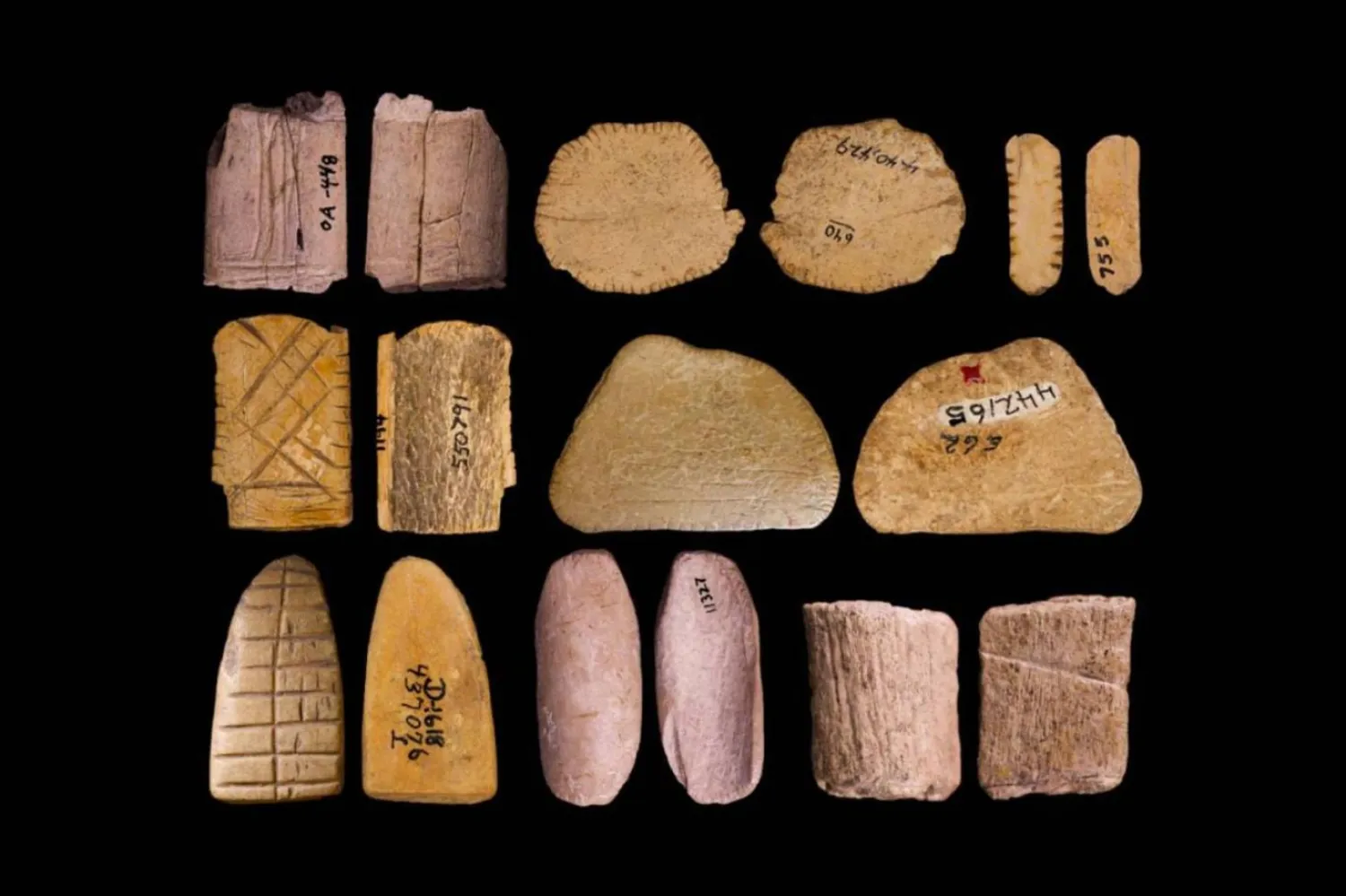 Araştırmacılar, Megachelicerax cousteaui'nin şaşırtıcı derecede karmaşık bir anatomisi olduğunu söylüyor (Harvard Üniversitesi)