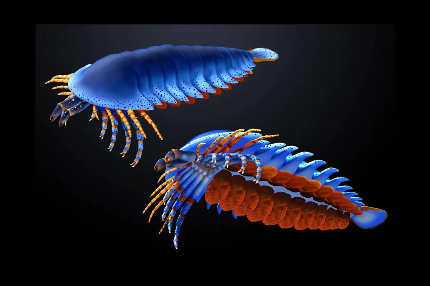 Araştırmacılar, Megachelicerax cousteaui'nin şaşırtıcı derecede karmaşık bir anatomisi olduğunu söylüyor (Harvard Üniversitesi)