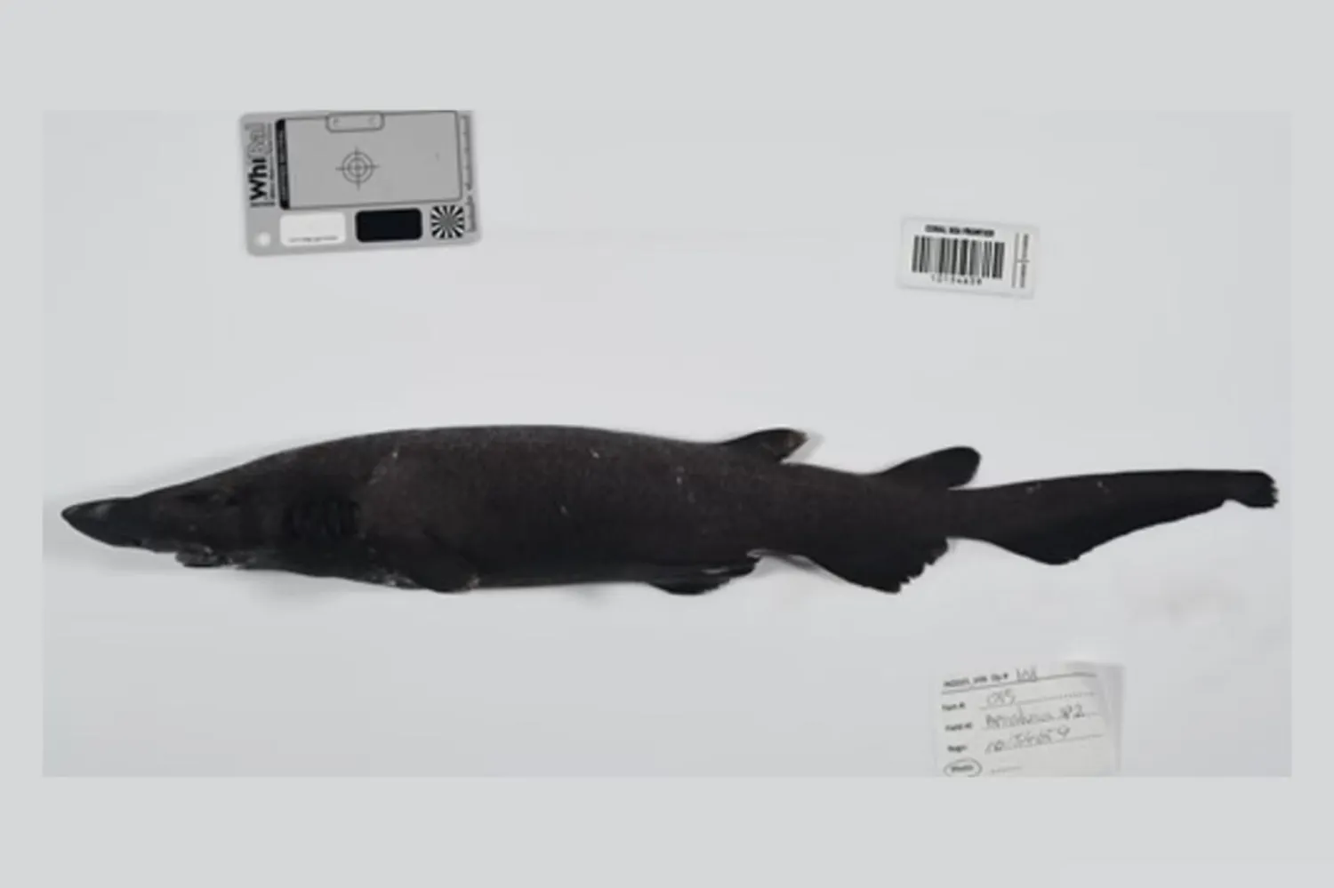 Yeni derin deniz kedi köpekbalığı türü (CSIRO)