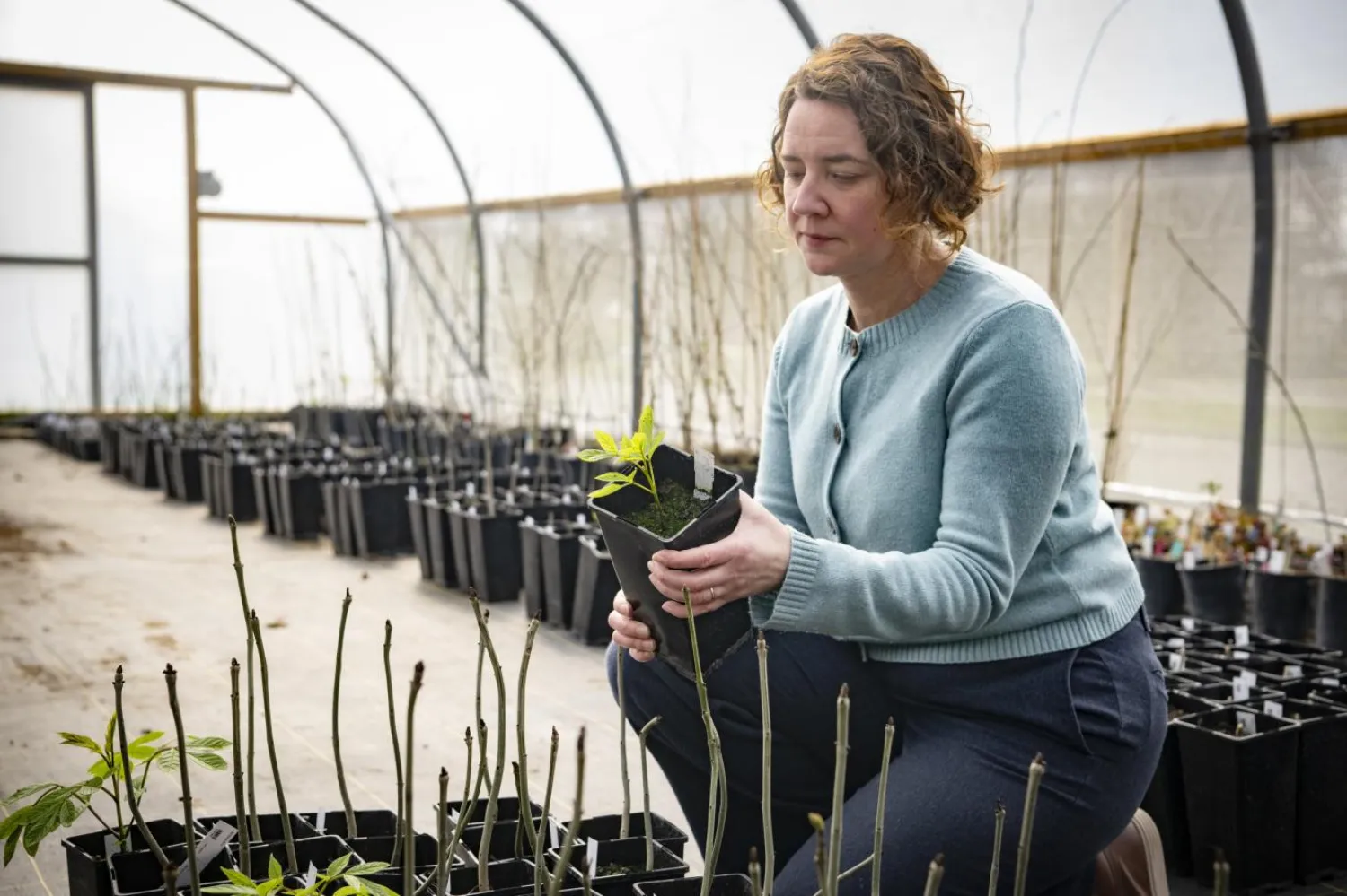 Dr. Elizabeth Orton, embriyo çıkarma yöntemiyle çoğaltılmış ağaçların yanında (Phil Robinson)