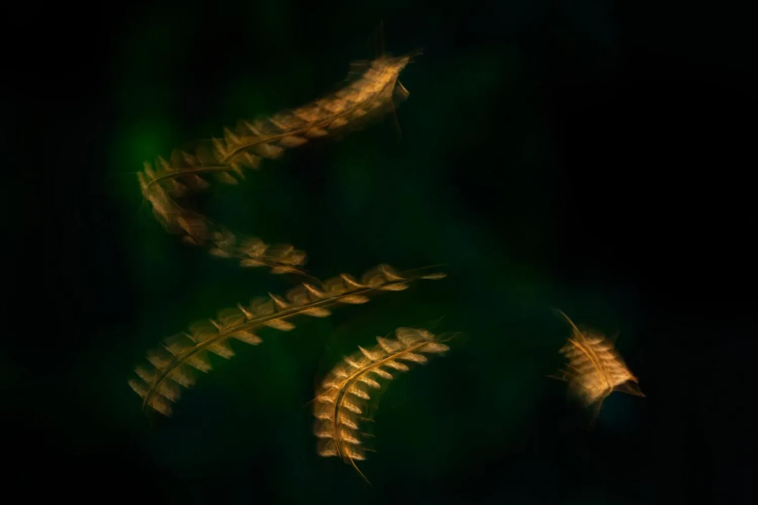 Sivrisineklerin taşıdığı sıtma, Homo sapiens'in Afrika kıtasında nereye göç ettiği ve kimlerle etkileşime girdiğini belirlemiş (Michela Leonardi)