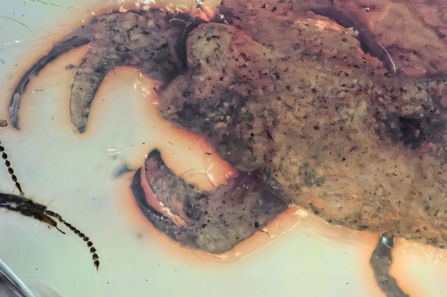 Kehribar içinde korunmuş, yeni keşfedilen böcek türü Carcinonepa libererrantes (Insects)