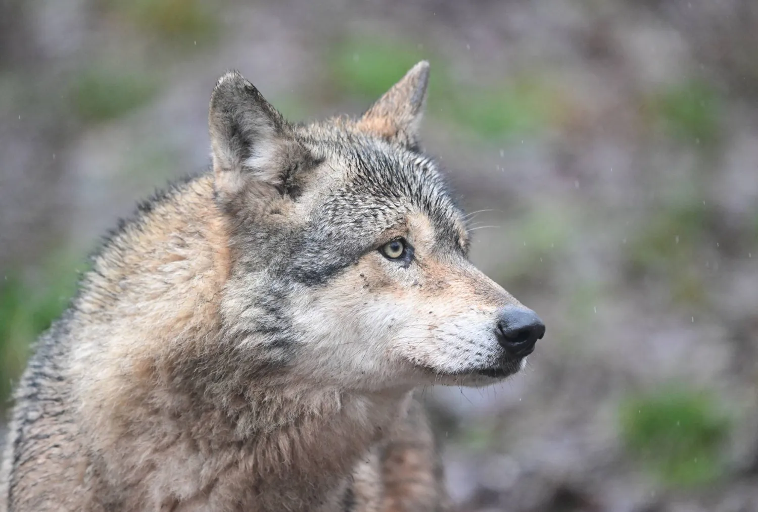 12 February 2026, Baden-Württemberg, Cleebronn: A wolf is photographed in an enclosure in Baden-Wuerttemberg.  Photo: dpa