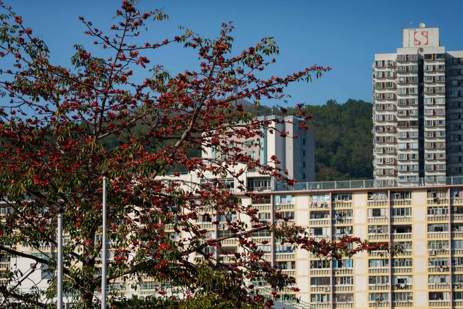 A kapok tree blooms with vibrant red flowers while retaining green foliage that typically would have shed during winter, in Hong Kong on March 15, 2026. (AFP)