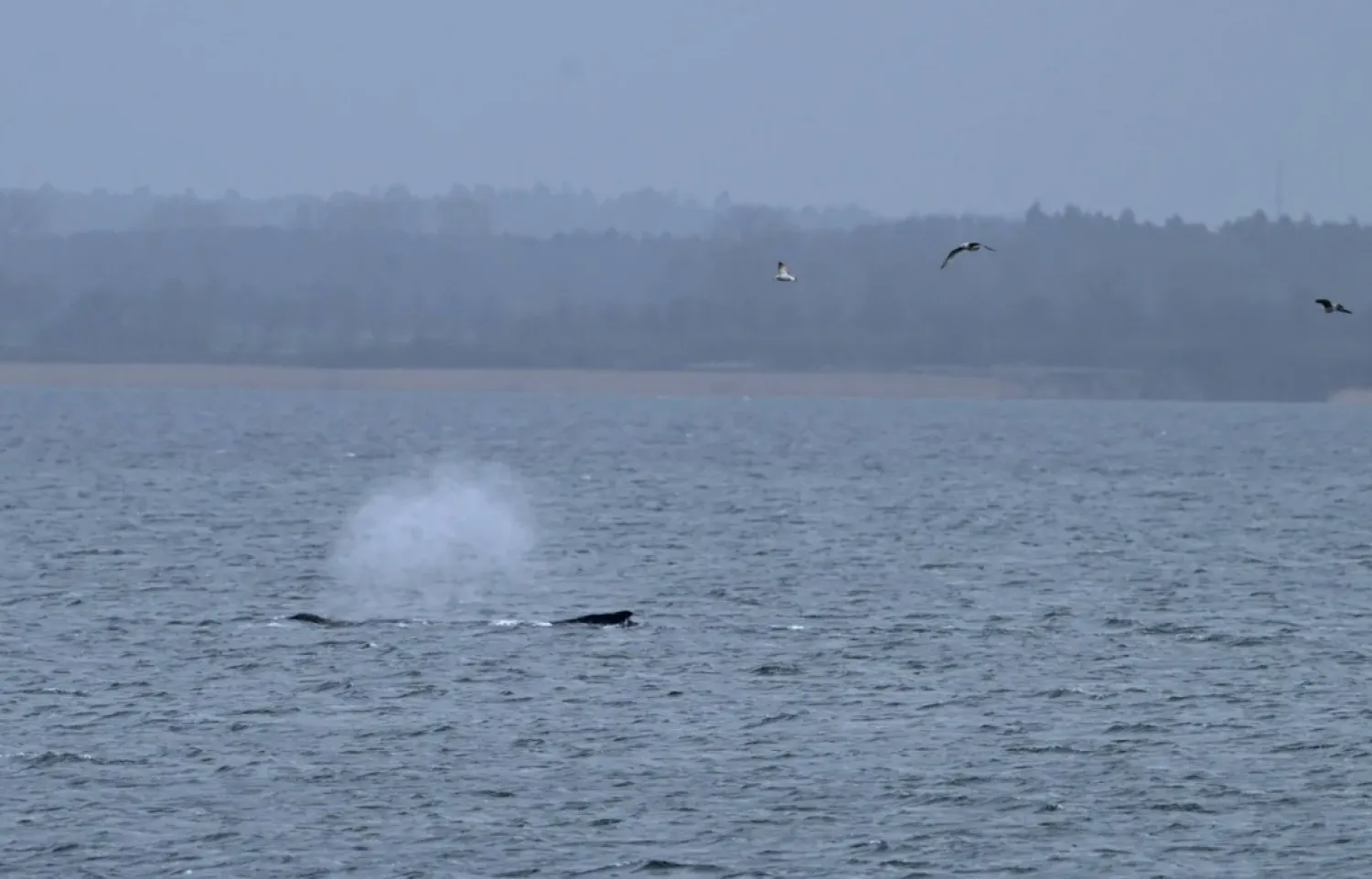 Seagulls fly above a humpback whale that managed to free itself overnight from a sandbank in shallow waters of Wismar Bay in the Baltic Sea, near Wismar, Germany March 31, 2026. REUTERS/Annegret Hilse
