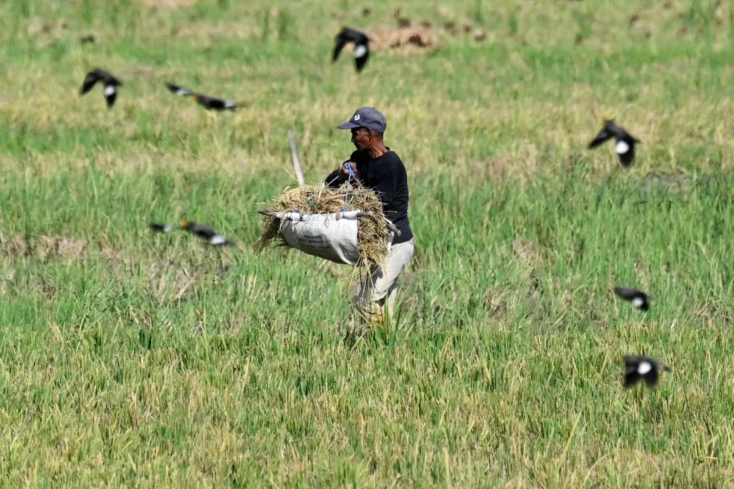  A farmer carries harvested rice at a paddy field in Samahani, Aceh province on April 2, 2026. (AFP) 