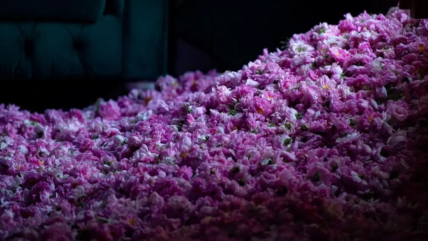 Rose farms are spread across the highlands of Al-Hada and Al-Shafa - SPA