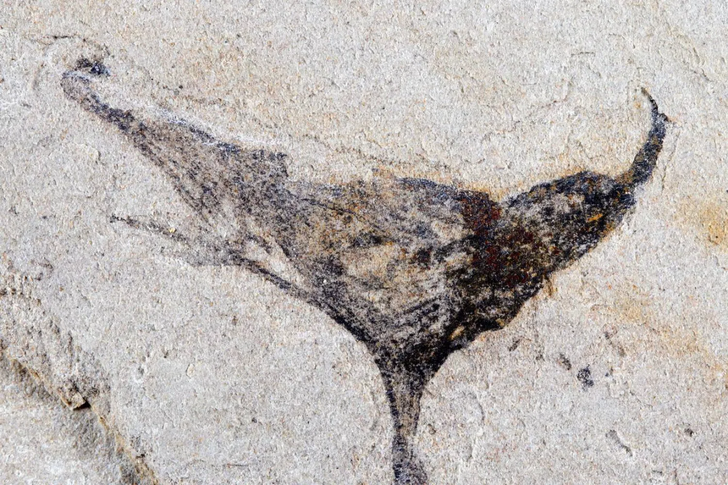 إحدى الأحافير المكتشفة حديثاً في الصين (دورية «ساينس»)