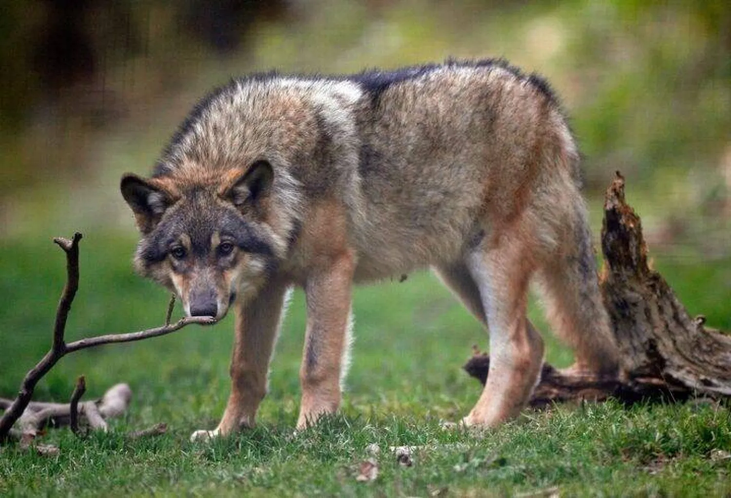 A captive wolf is seen in the Alpha wolf wildlife park in Saint Martin Vesubie, October 17, 2006. REUTERS/Eric Gaillard (FRANCE)/ File Photo