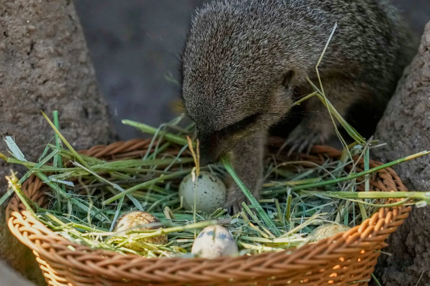 A meerkat inspects a basket with Easter egg-themed treats in the Buinzoo in Santiago, Chile, Sunday, April 5, 2026. (AP Photo/Esteban Felix)