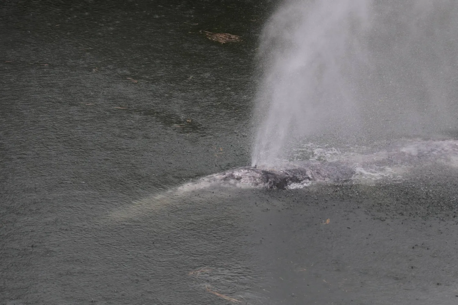 This photo provided by Cascadia Research Collective shows a gray whale swimming in the Willapa River near Willapa Bay, Wash., Wednesday, April 1, 2026. (Cascadia Research Collective via AP)