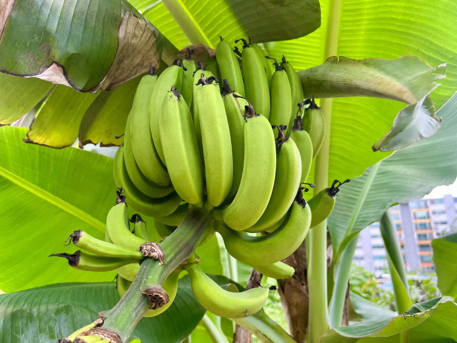 الإفراط في تناول الموز قد يؤدي إلى آثار صحية غير مرغوبة (رويترز)