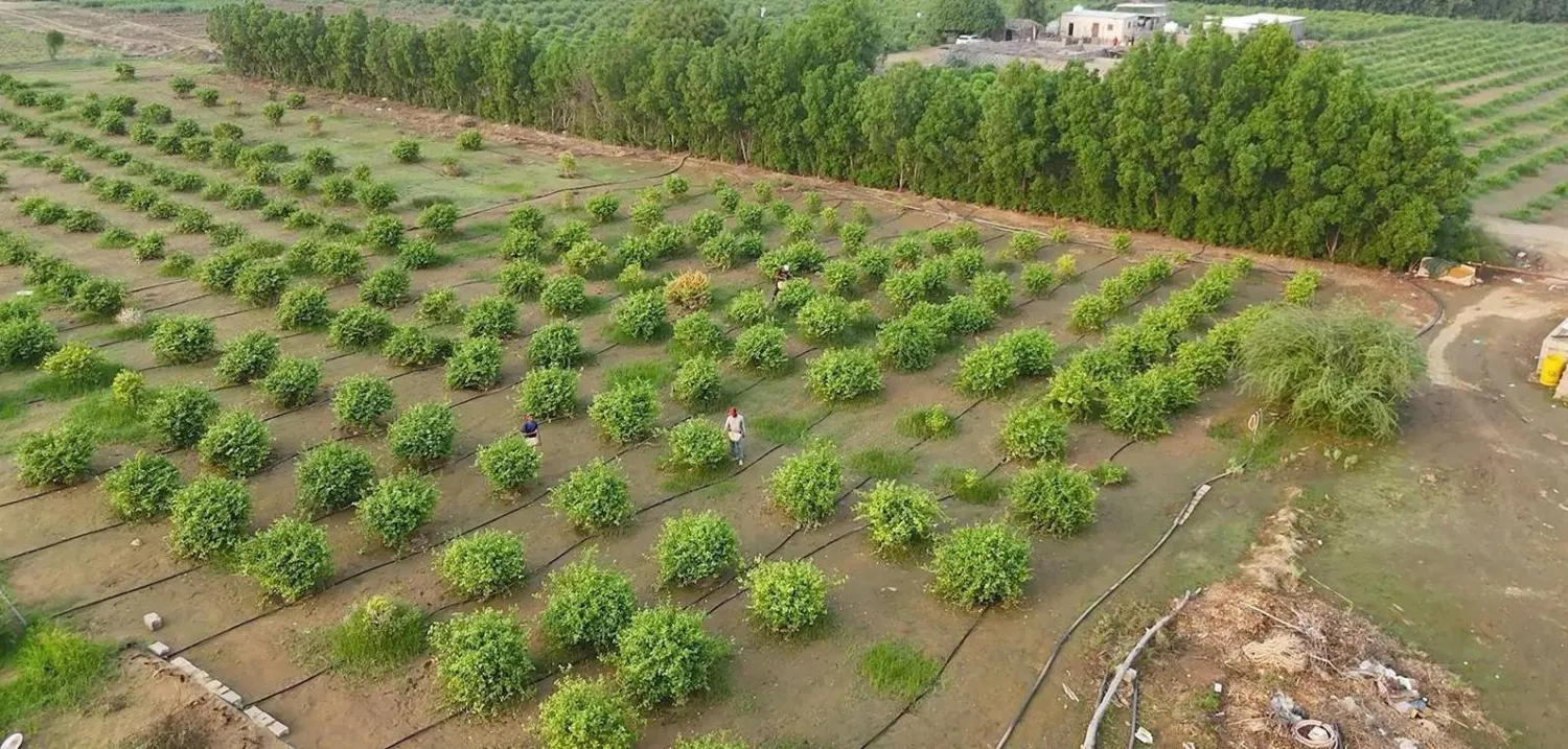 The fund financed agricultural projects worth 7.1 million dollars to support afforestation and expand vegetation cover. SPA