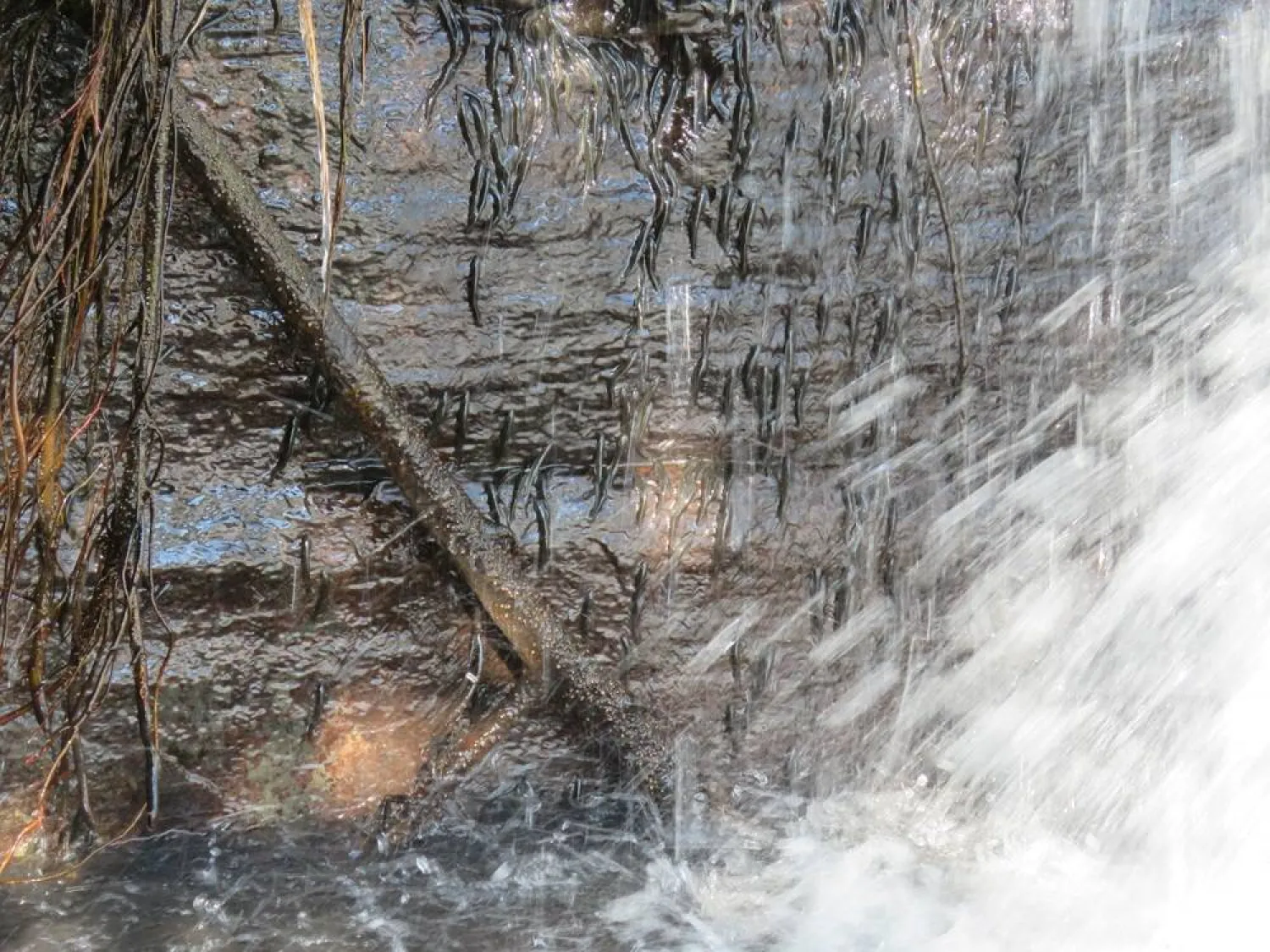 Members of a species of shellear fish, scientific name Parakneria thysi, crossing the second level of Luvilombo Falls, a waterfall in the Democratic Republic of Congo, in April 2020, in this photograph released on April 1, 2026. (Pacifique Kiwele/Handout via Reuters)