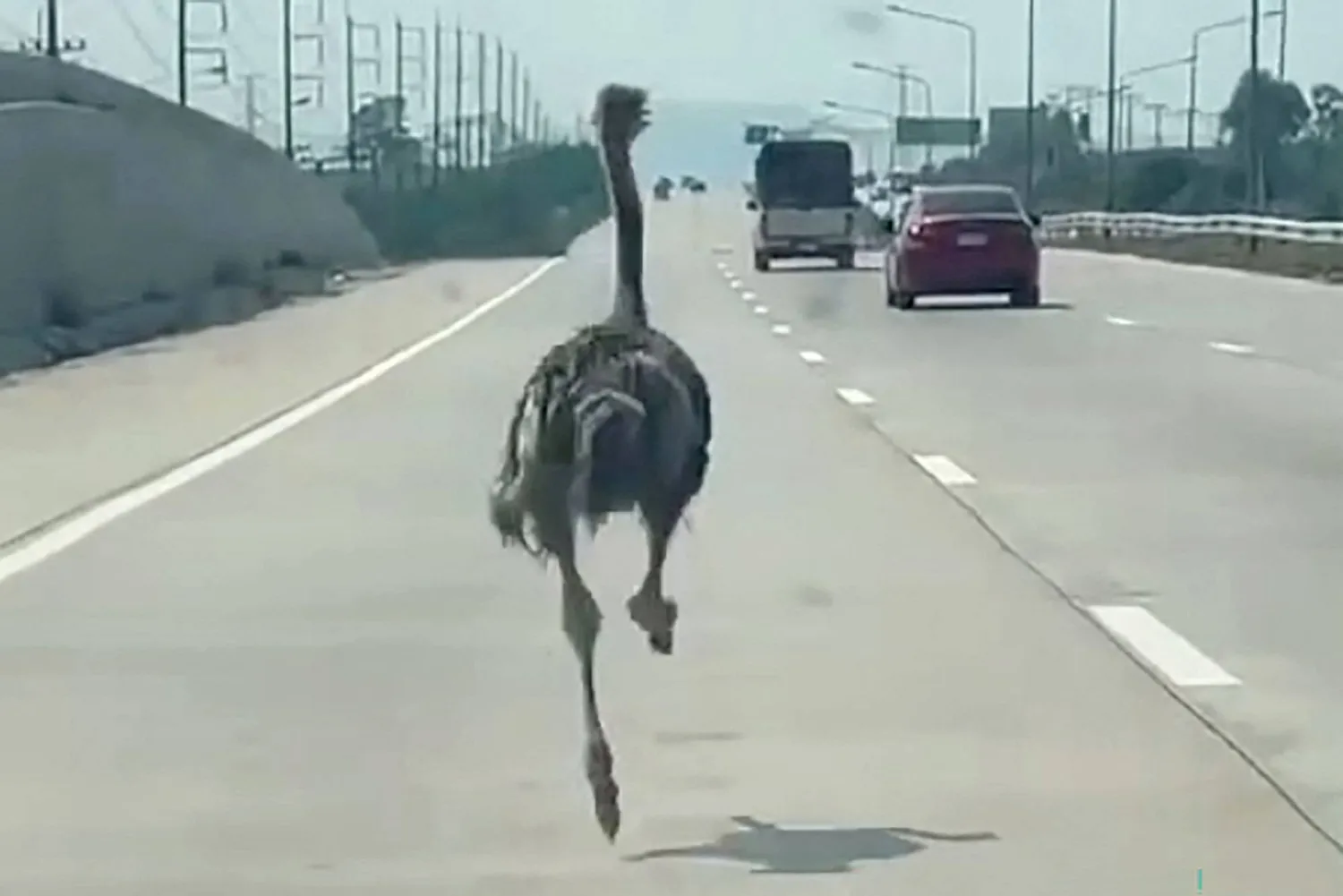This frame grab from a handout video courtesy of Chairat Sompong taken and released on April 7, 2026 shows an ostrich running along a highway in Thailand's Chonburi province. (Photo by Handout / Courtesy of Chairat Sompong / AFP) 