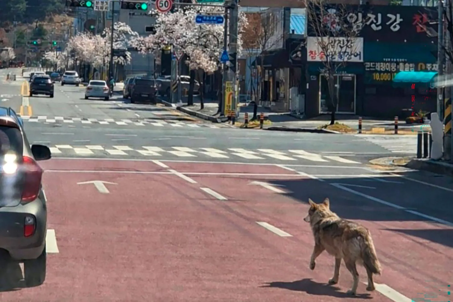This picture taken and released on April 8, 2026 by Daejeon Fire Headquarters via Yonhap shows a wolf that escaped from a zoo walking on a road in Daejeon. (Photo by YONHAP / AFP) 