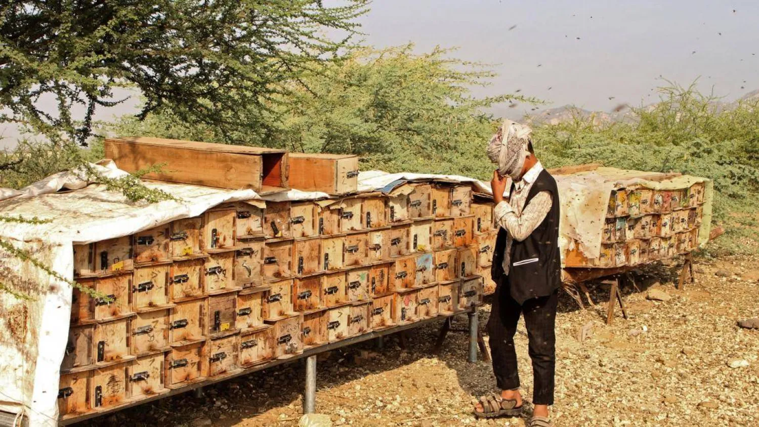 في السنوات الأخيرة تزايدت المخاوف من تلوث العسل اليمني بسبب انتشار المبيدات (غيتي)