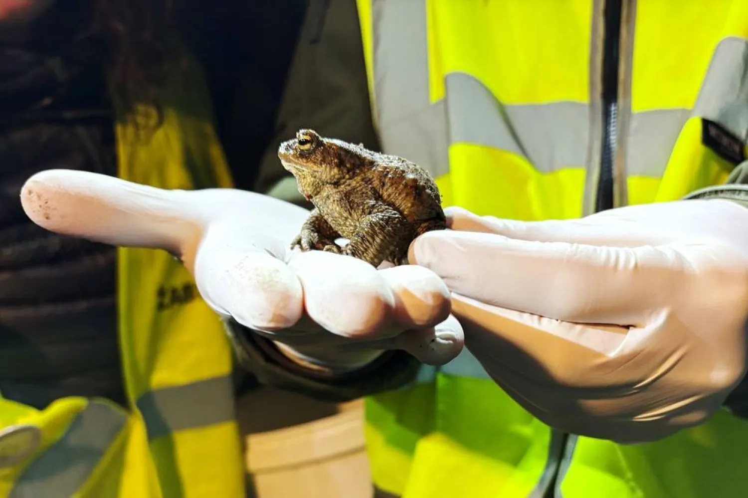  Biologist Krzysztof Klimaszewski holds a common toad during a "Frog Patrol" in Otrebusy, Poland, Monday, March 30, 2026. (AP) 