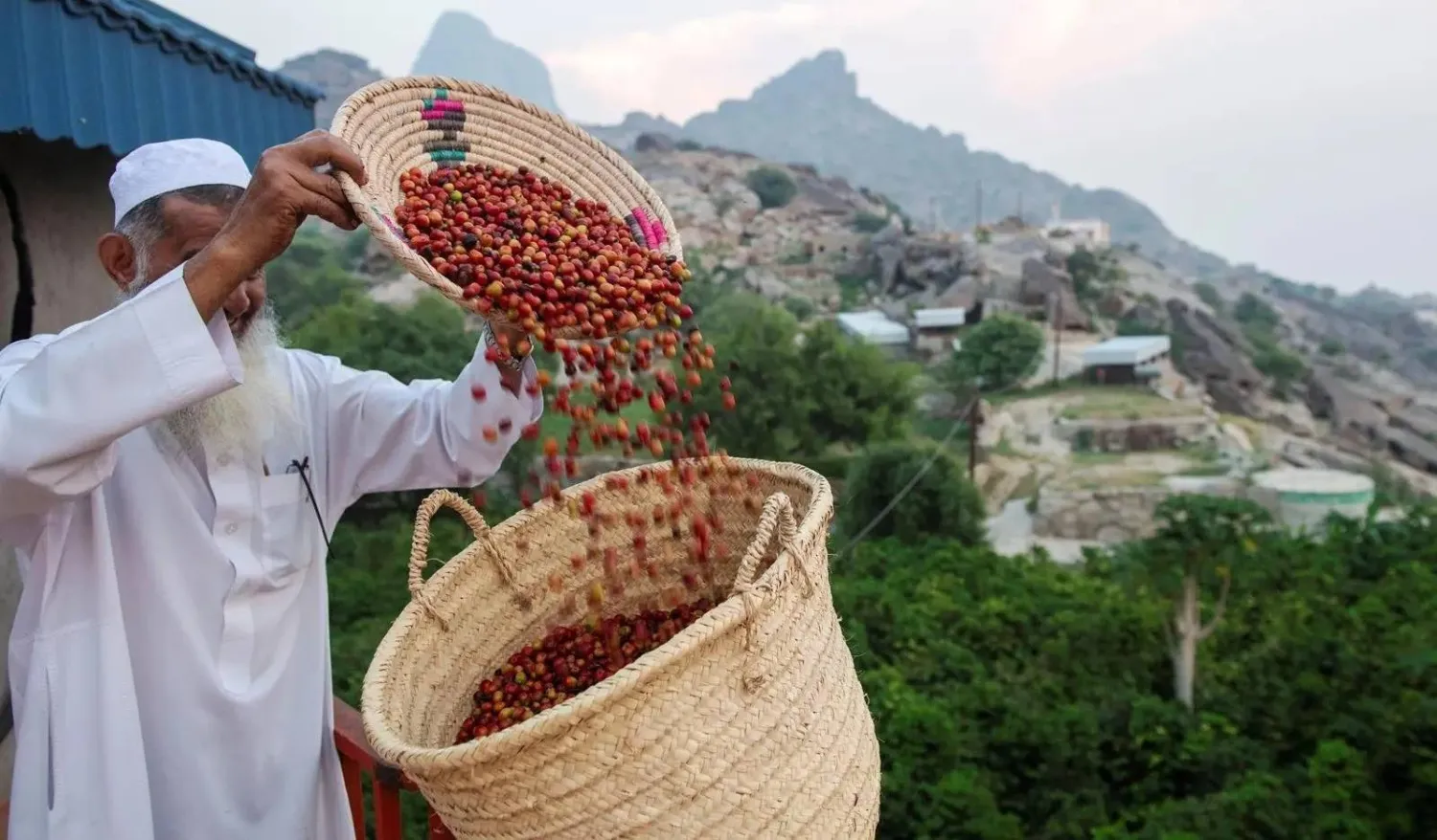 أحد المزارعين يجمع البن بمنطقة جازان (واس)