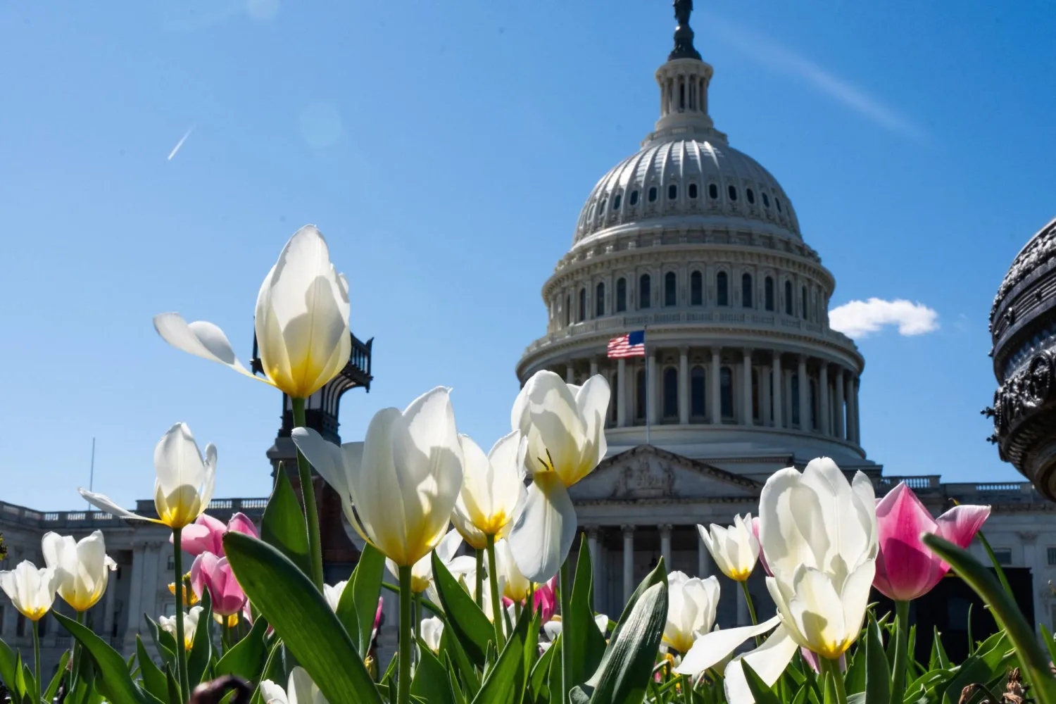 أزهار التوليب تتفتح بالقرب من مبنى «الكابيتول» في واشنطن (رويترز)