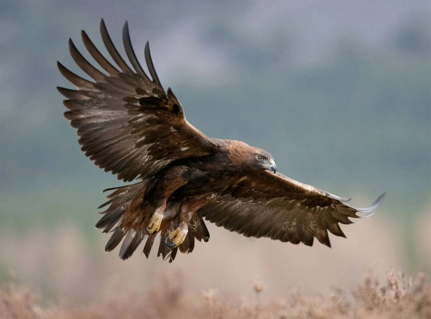 A golden eagle soars over Britain’s skies (Shutterstock)