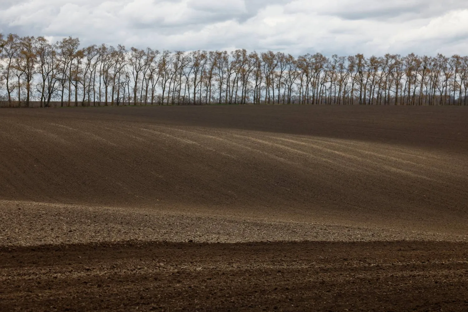 حقل مُجهّز لزراعة الحنطة السوداء في قرية مالوبولوفيتسكي في كييف (رويترز)