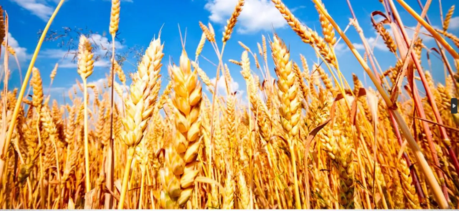 شهد الموسم الحالي قفزة نوعية في المساحات المزروعة بمحصول القمح (الوزارة)