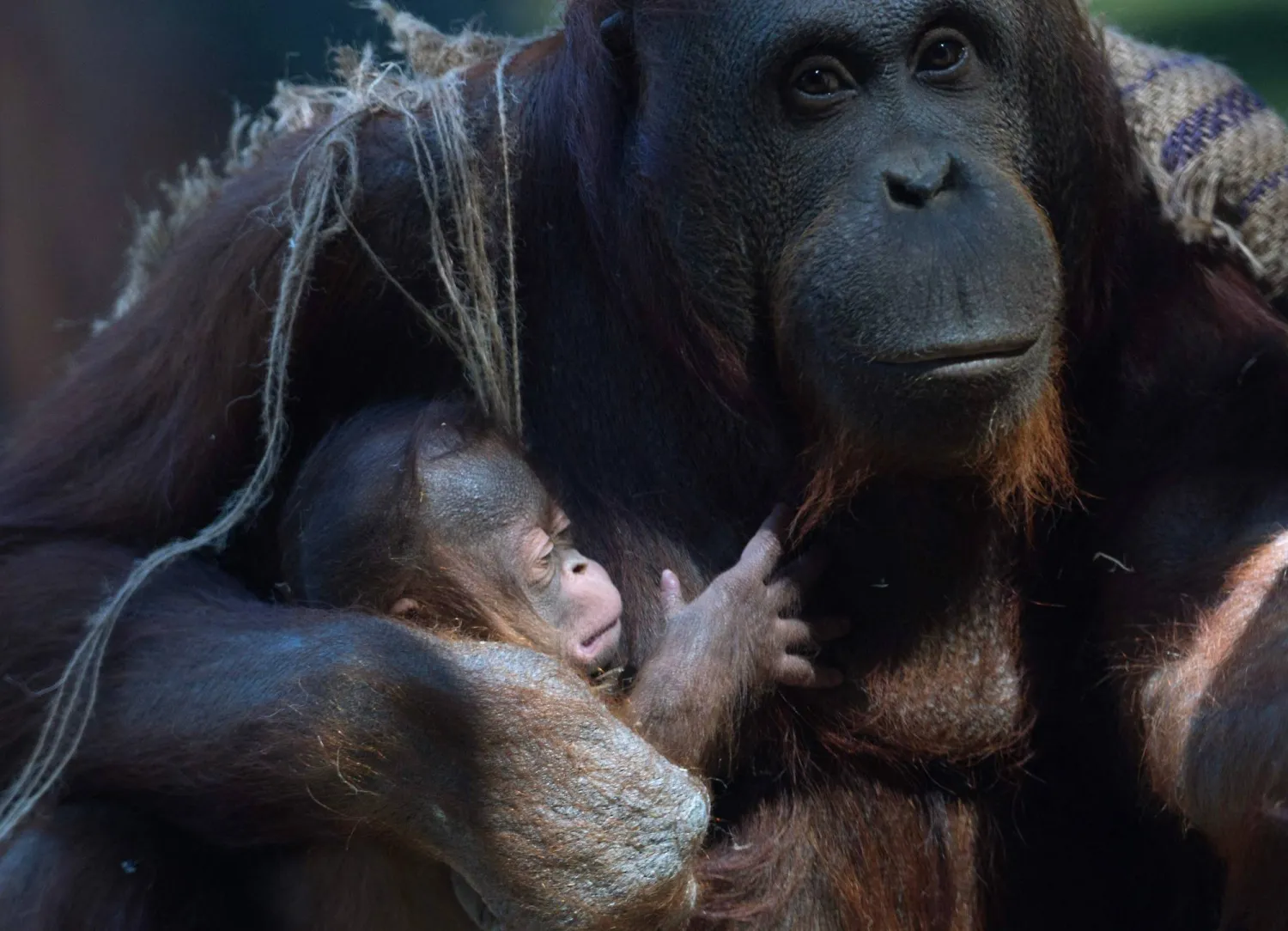 Surya, a female Bornean orangutan (Pongo pygmaeus), cradles her newborn on April 15, 2026 at the Madrid Zoo Aquarium, in Madrid. (Photo by Pierre-Philippe MARCOU / AFP)