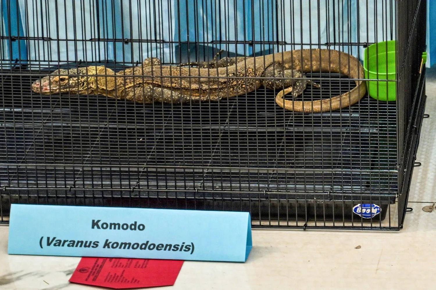 A komodo dragon is displayed by nature and conservation agency officials and police officers after being seized from suspects attempting to smuggle it into Thailand, during a press conference at the regional police headquarters in Surabaya on April 15, 2026. (Photo by JUNI KRISWANTO / AFP)