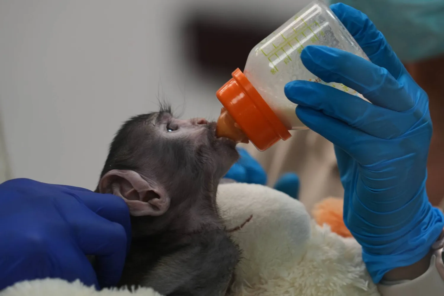 A baby monkey named Yuji drinks milk while receiving care at a special care center at the zoo in Guadalajara, Mexico, Wednesday, April 15, 2026. (AP Photo/Refugio Ruiz)