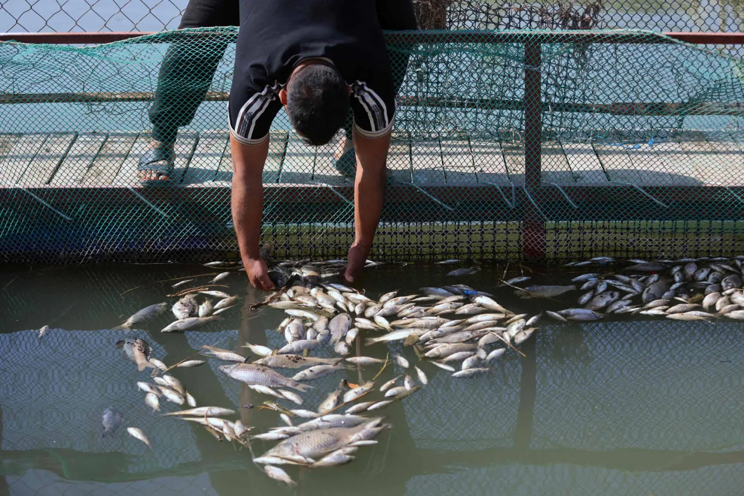 يجمع مربي أسماك عراقي أسماكاً نافقة من حوض في مزرعته ببلدة الزبيدية قرب مدينة الكوت جنوب العراق (أ.ف.ب)